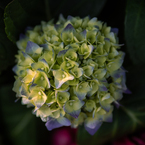 紫陽花