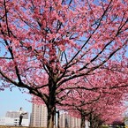 隅田川遊歩道
