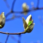 もうすぐ開花