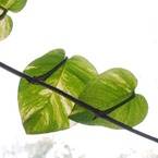 Leaves