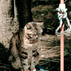 Le chat de Enoshima 005