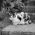 Le chat de Kamakura