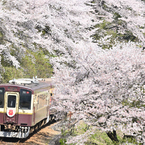 桜のトンネルを行く