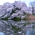 2023-4-12　山形城二の丸跡の桜③