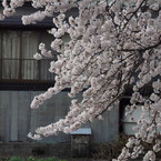 Spring has come.