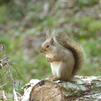 春の里山で8(リス23)