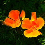 次々と…花菱草