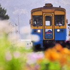 高原鉄道の花