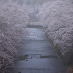 雨桜満開