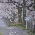 雨桜満開