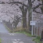 雨桜満開