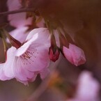 蕾と花と