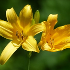 春の花20