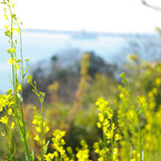 菜の花と清水港