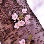 2011.04.12 桜撮影 059
