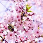 2011.04.12 桜撮影 067