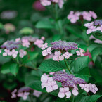 服部農園（茂原）の紫陽花