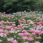 服部農園（茂原）の紫陽花