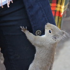 井の頭公園のリス