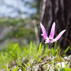 カタクリの花