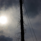 長老電柱。