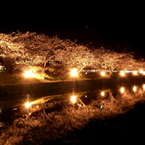 鏡面の夜桜