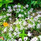 我が家の花壇-10