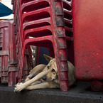 犬の砦