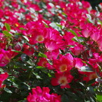 Rose Garden