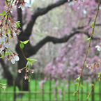 京都御苑の桜-2