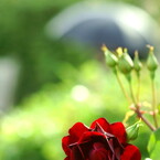 薔薇と日傘