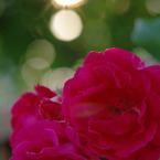 赤い薔薇