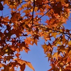 秋空