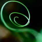 Loop & Loop