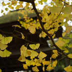 autumn for tokyoites 2023