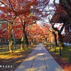 秋の散歩道(真如堂-2)