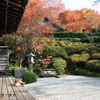 小春日和(金福寺)