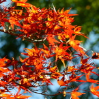 輝く紅葉