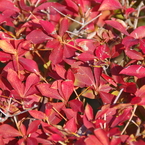 ドウダンツツジの紅葉