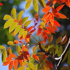 ハゼノキの紅葉(1)