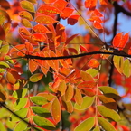 ハゼノキの紅葉(2)