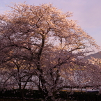 あかく染まりて（2007/4）