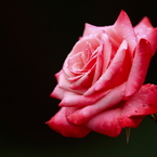 Rose - Scarlet in a dark -