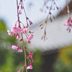 上品蓮台寺-4