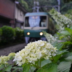 紫陽花と江の電