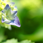 朝日を浴びる紫陽花