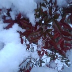 雪の庭の南天（2月5日）