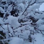 雪の庭の低木（2月5日）