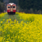 いすみ鉄道菜の花1