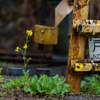 いすみ鉄道菜の花6